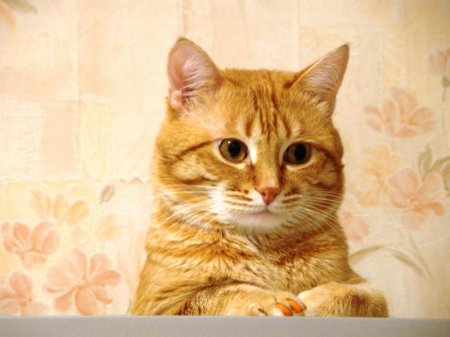 Ядовитые растения для кошек