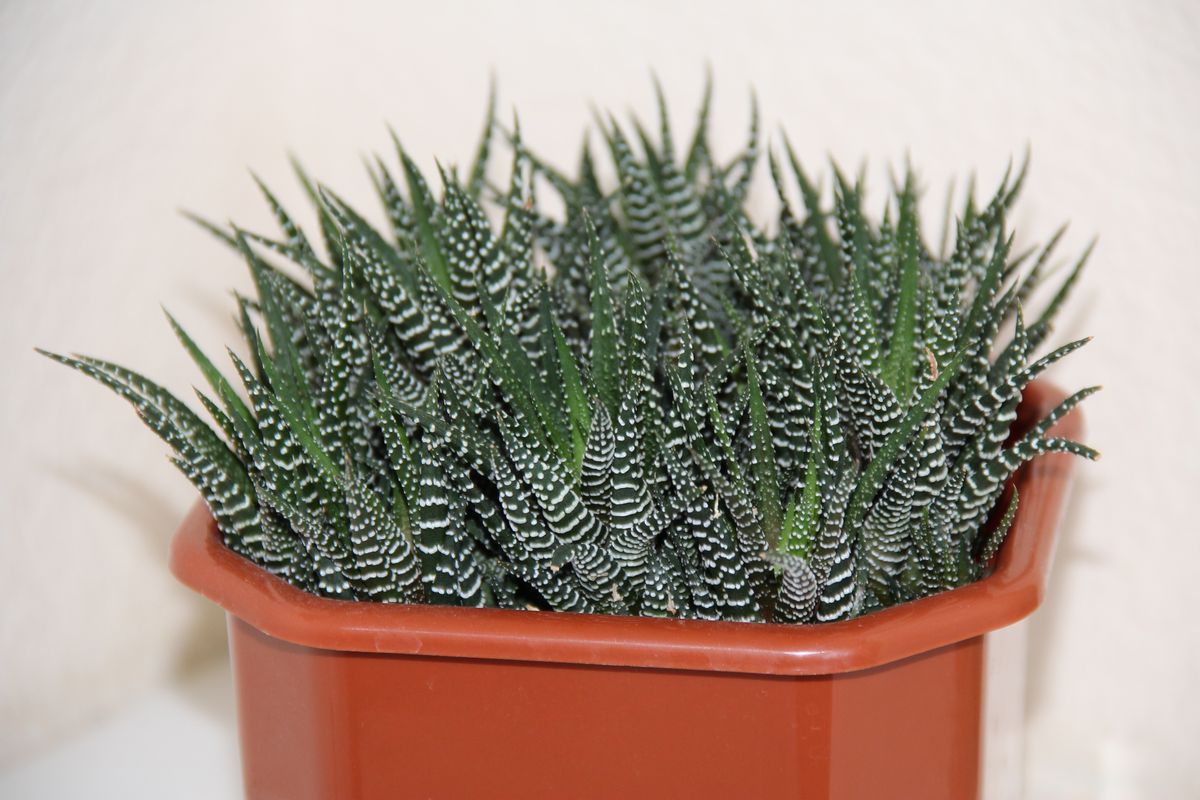 Хавортия жемчужная (Haworthia margaritifer)