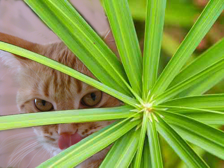 Кошачья пальма