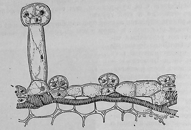Рис. 1. Pinguicula vulgaris. Часть поперечного разреза листа