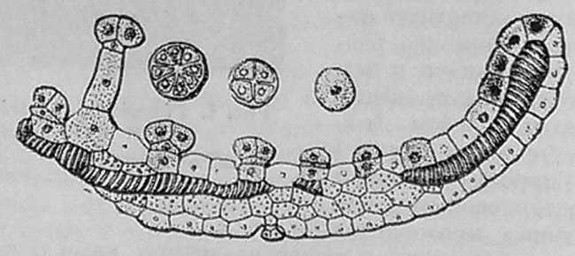 Рис.2. Pinguicula vulgaris. Край листа в поперечном разрезе.