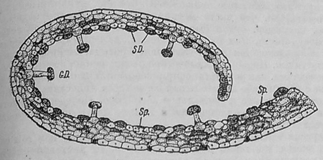 Рис. 3. Pinguiculavulgaris. Поперечный разрез через завернувшийся край листа.