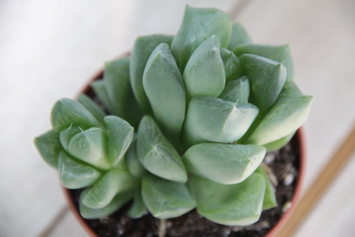 Хавортия купера (Haworthia cooperi) 