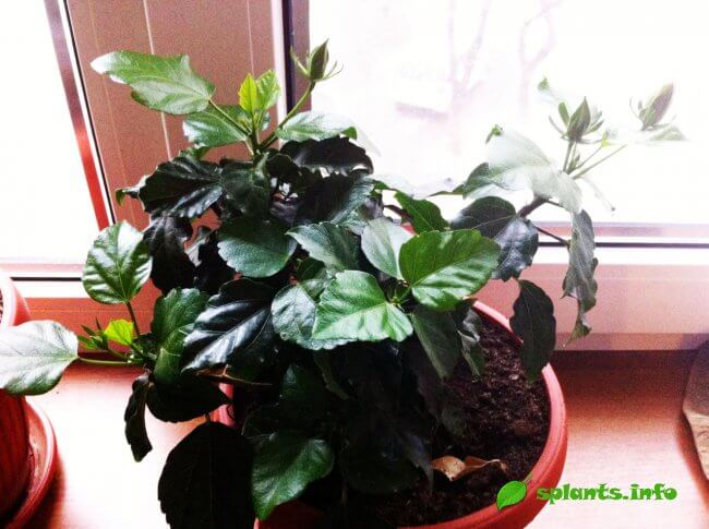 Гибискус китайский (h. rosa-sinensis)