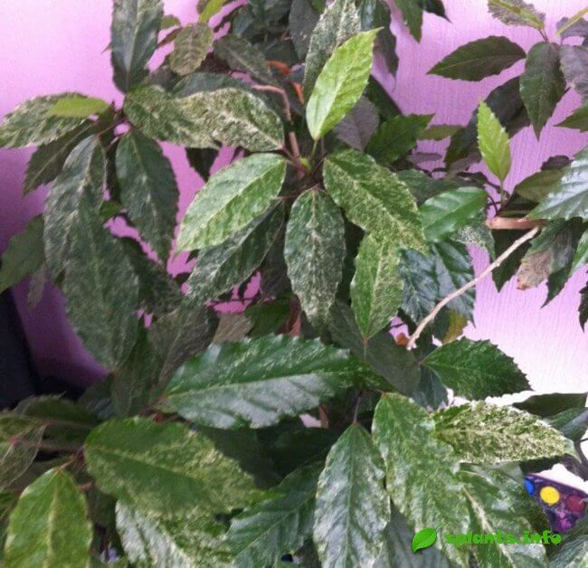 Гибискус Купера (h. rosa-sinensis var. cooperi)
