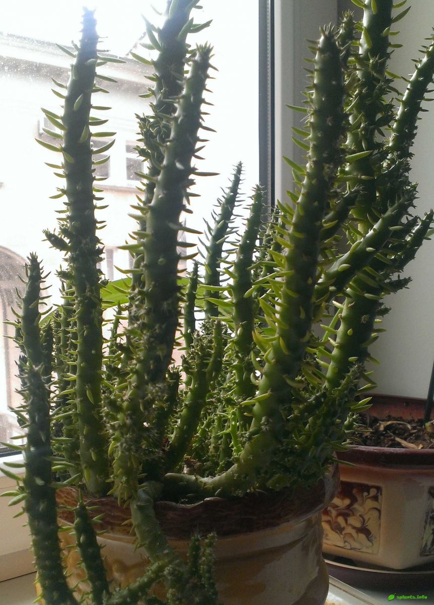 Аустроцилиндропунция шиловидная (A.subulata)