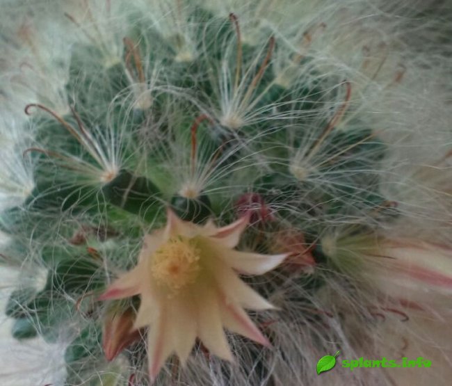 Маммиллярия беловолосая (Mammillaria albicoma)