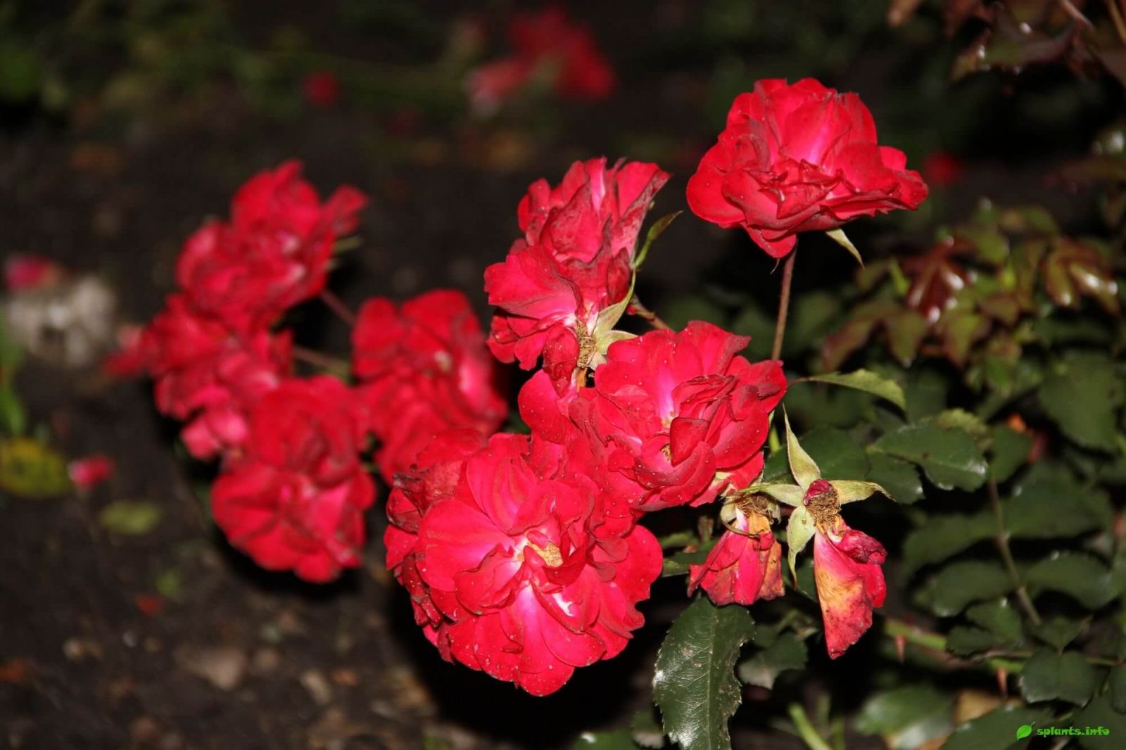 Роза "Ротилия" (Rose Rotilia)