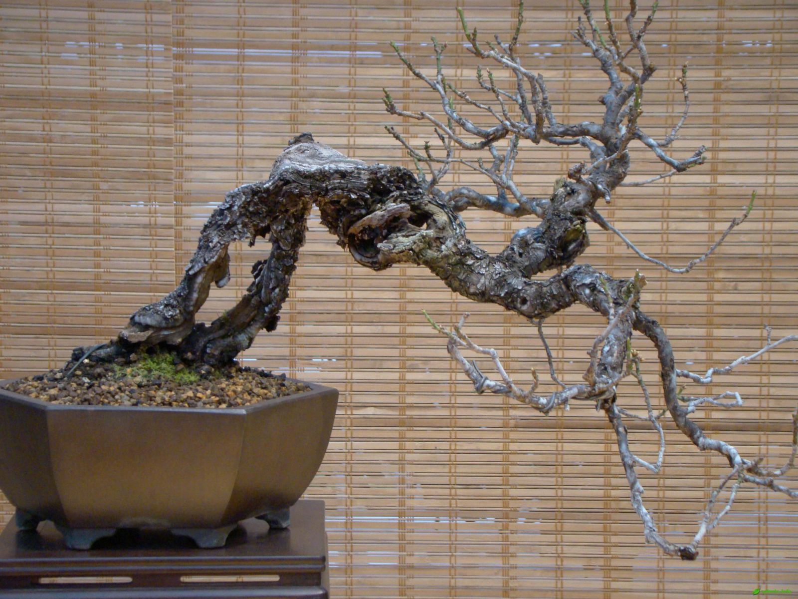 Слива японская - Prunus mume