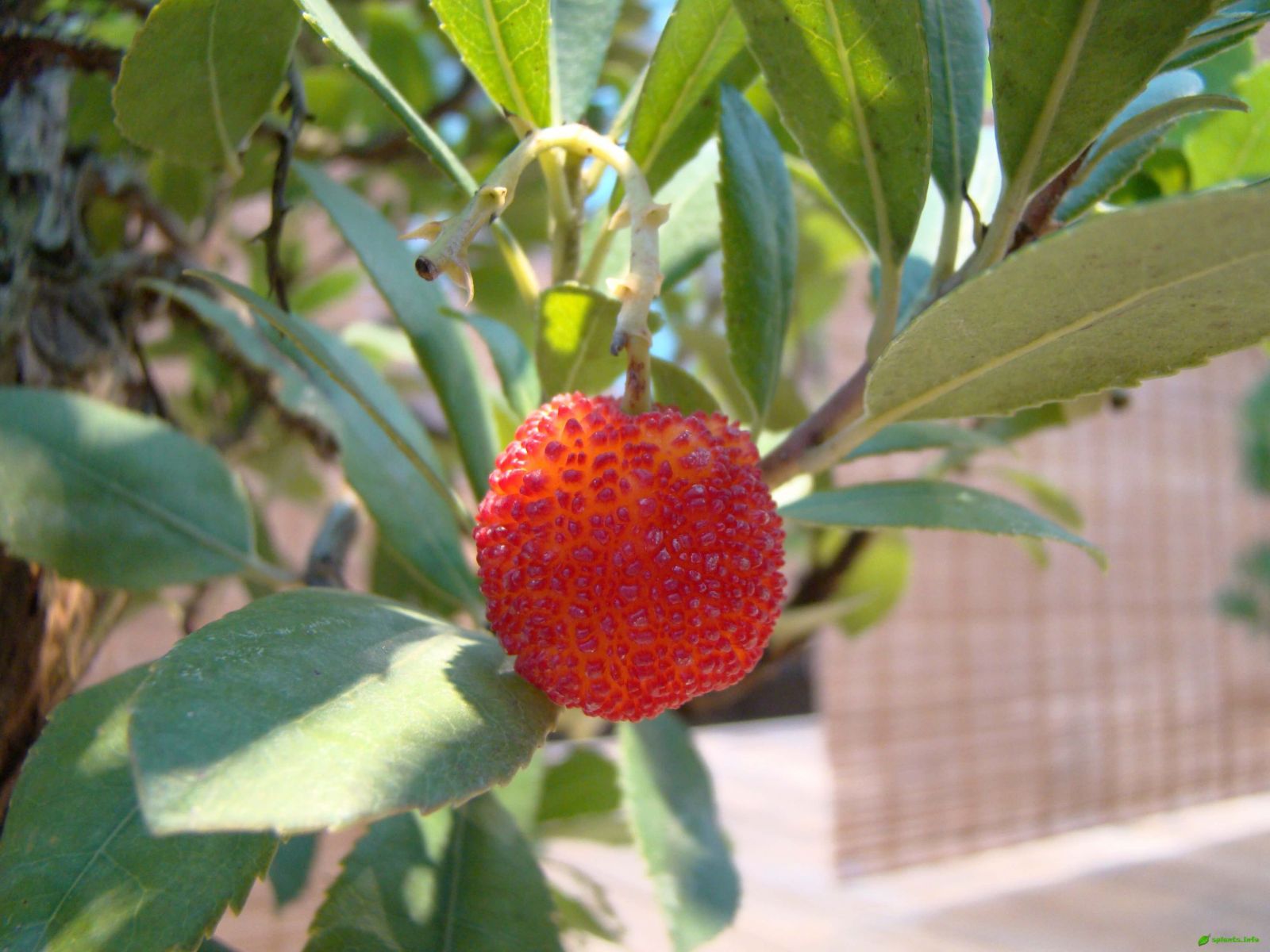 Земляничное дерево крупноплодовое – Arbutus unedo