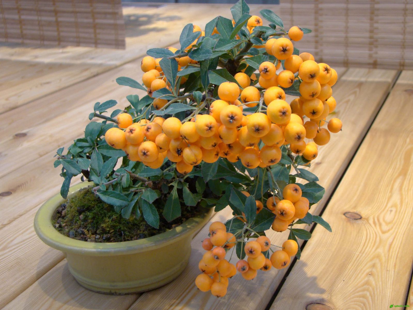 Пираканта узколистная – Pyracantha angustifolia