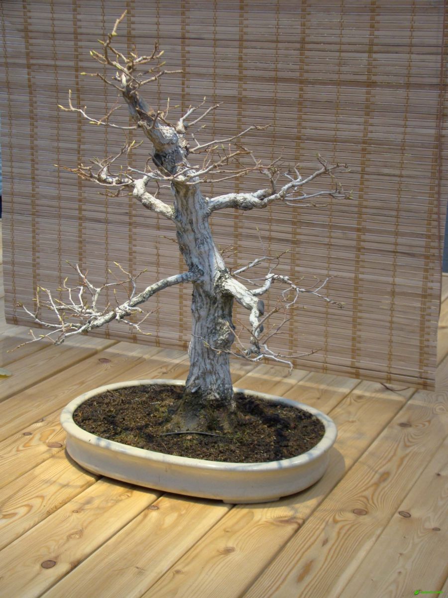 Граб японский – Carpinus japonica