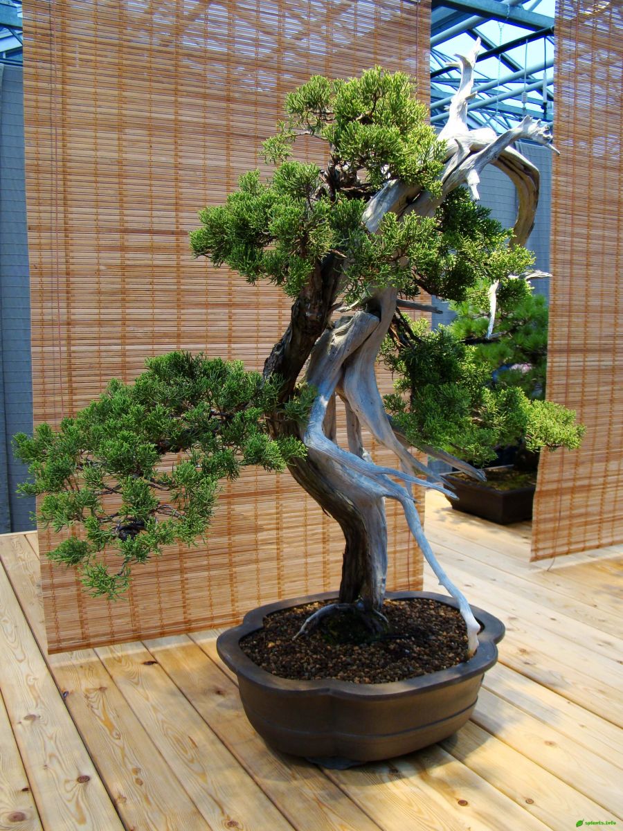Можжевельник китайский – Juniperus chinensis