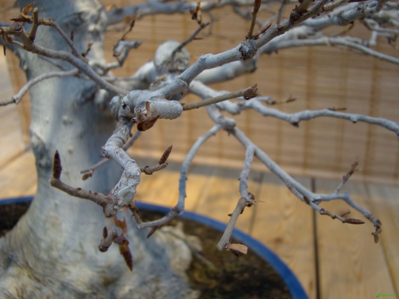 Бук городчатый – Fagus crenata