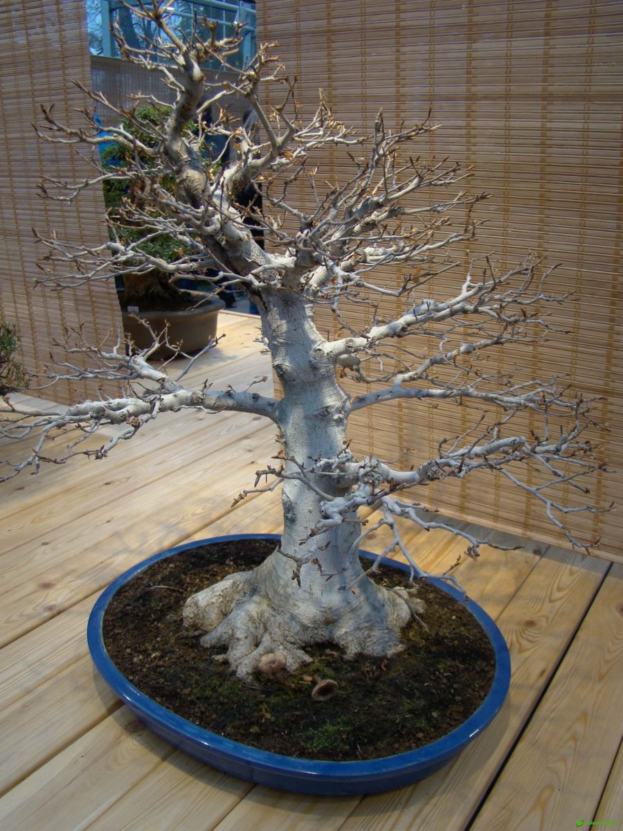Бук городчатый – Fagus crenata