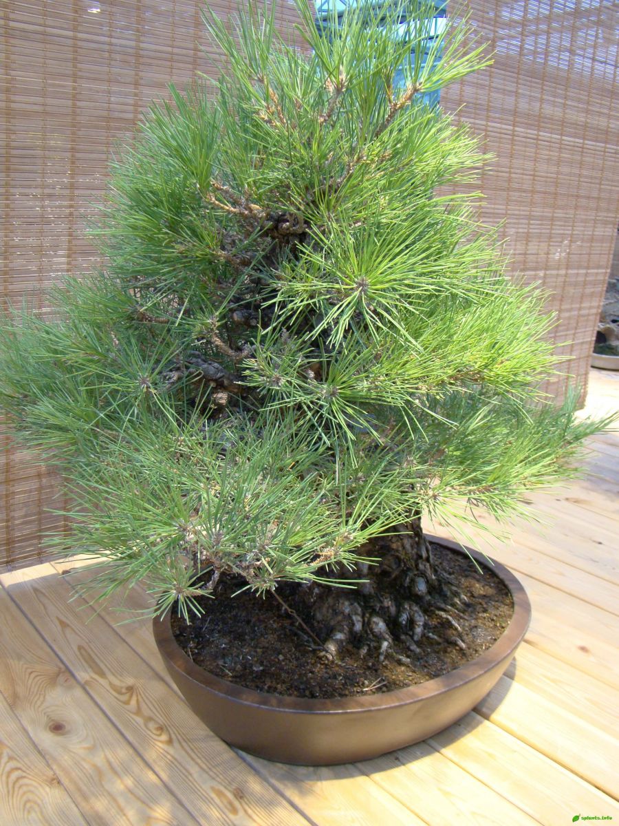 Сосна Тунберга (черная японская сосна) – Pinus thunbergii