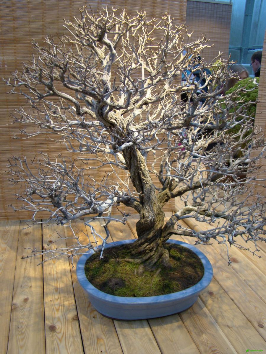 Гранат - Punica granatum