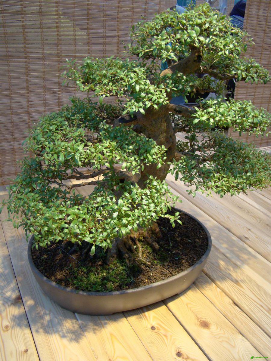 Азалия индийская – Rhododendron indicum