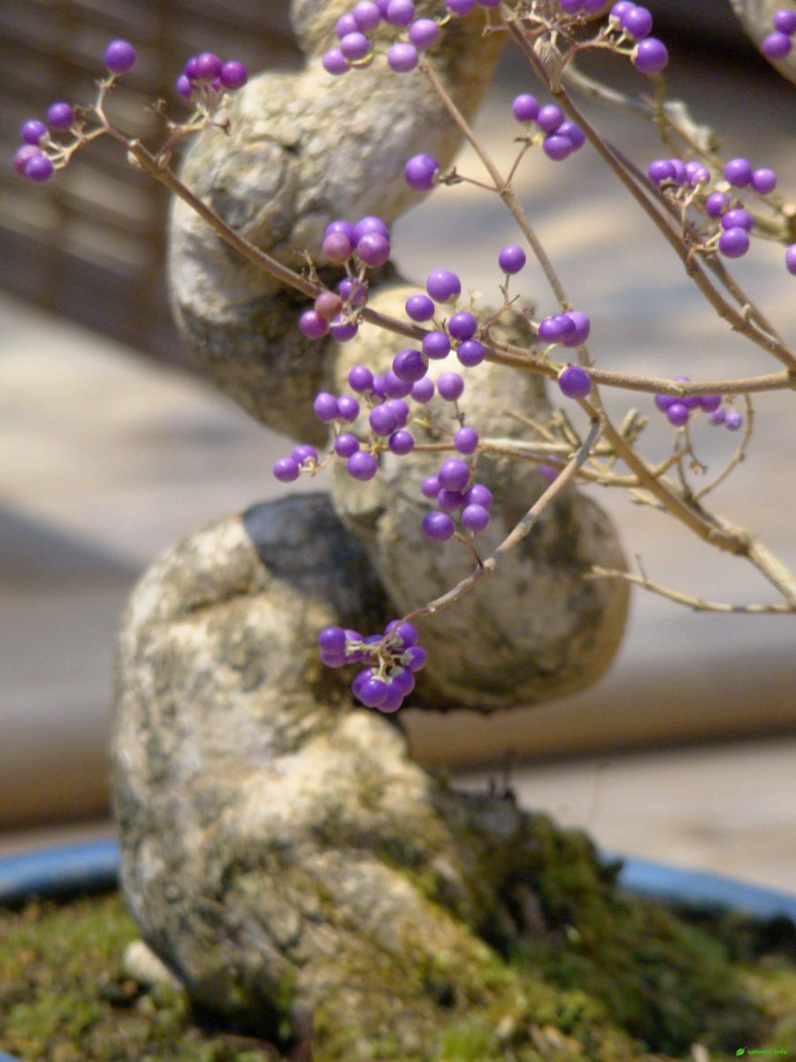 Красивоплодник японский – Callicarpa japonica