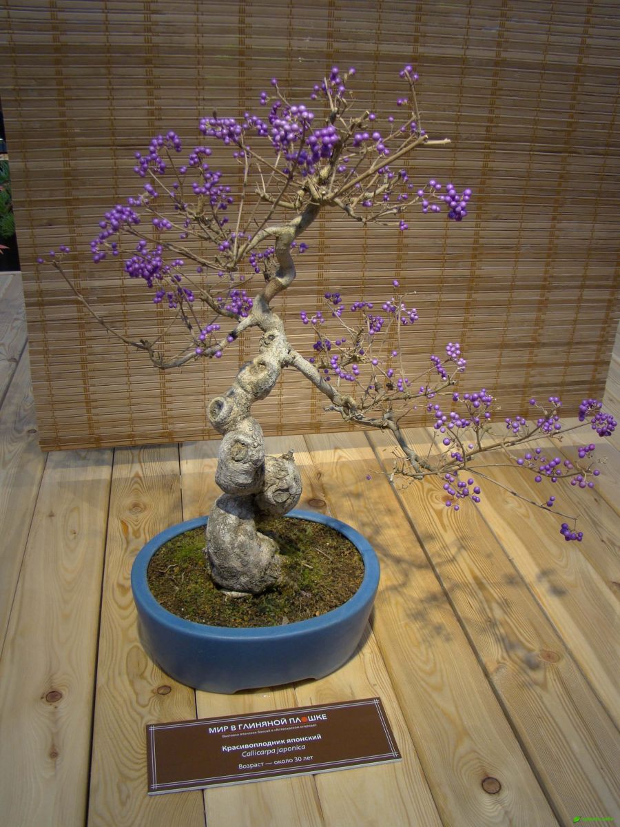 Красивоплодник японский – Callicarpa japonica