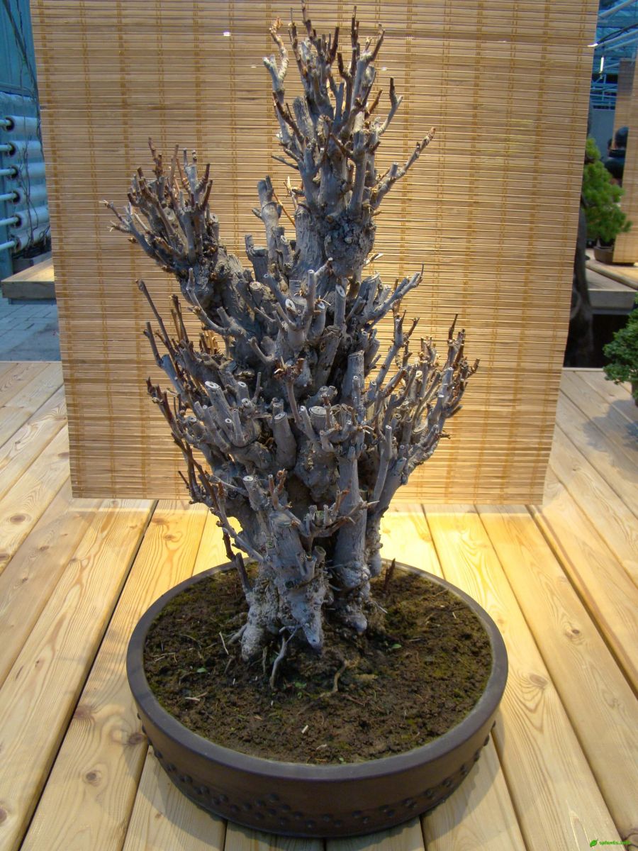 Гинкго двулопастный – Ginkgo biloba