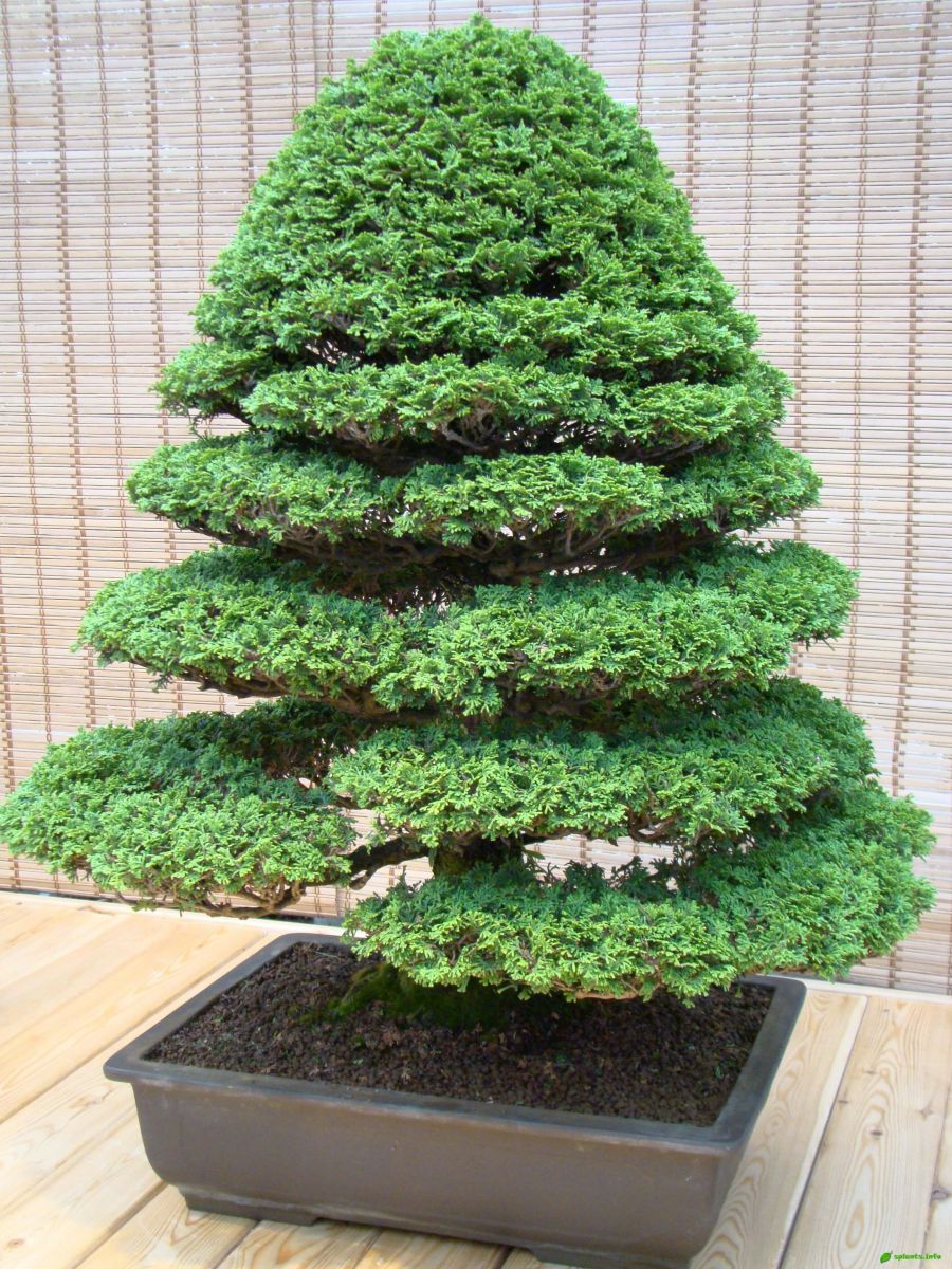 Кипарисовик притупленный – Chamaecyparis obtusa