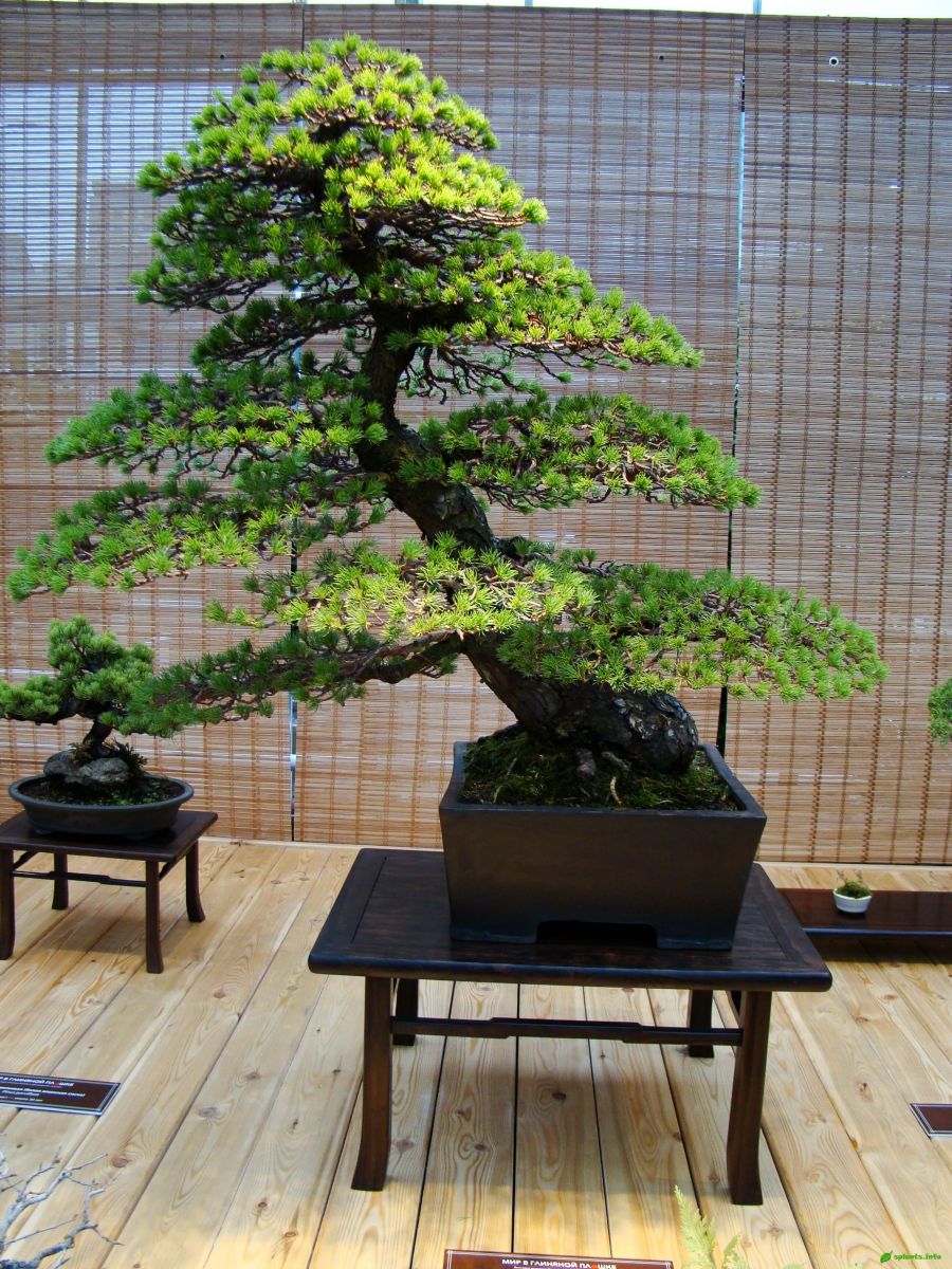 Сосна мелкоцветковая – Pinus parviflora «Zuisho»