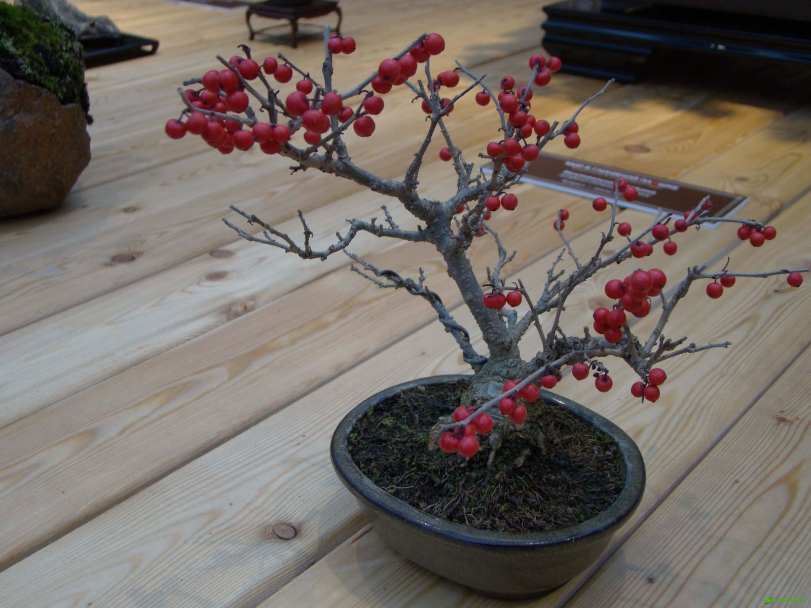 Падуб пильчатый – Ilex serrata, 15 лет