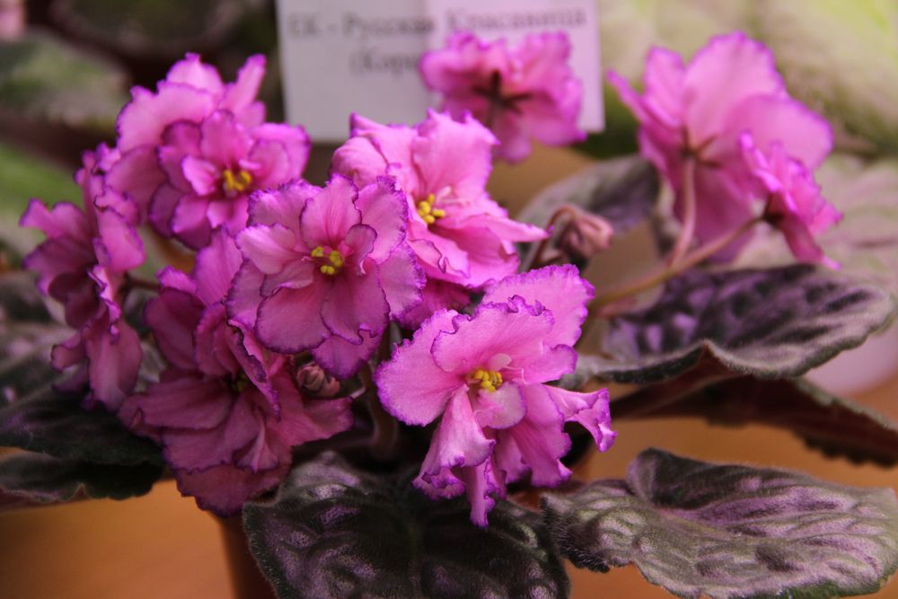 Русская Красавица (Коршунова)